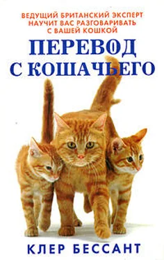 Клер Бессант Перевод с кошачьего: Научитесь разговаривать со своей кошкой обложка книги