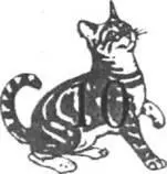 Чего же хотят наши кошки Вопрос довольно прост но поскольку сами кошки не - фото 8