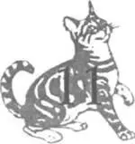 Из предыдущих глав мы уже знаем какие удивительные достойные восхищения - фото 9