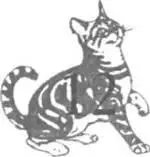 В главе 11 мы рассмотрели некоторые проблемы которые возникают у кошек в - фото 10