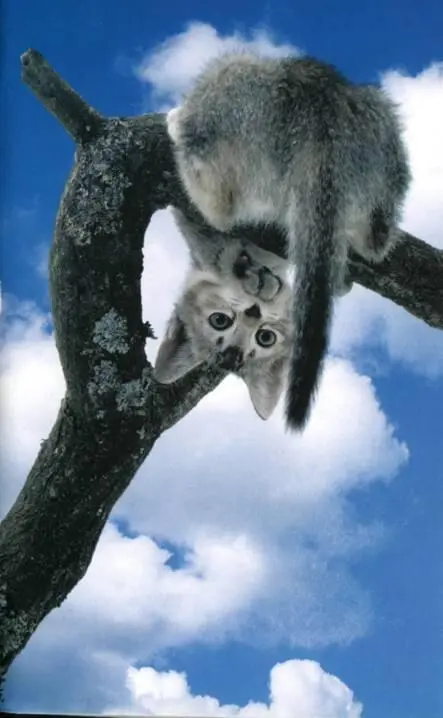 Что хочет ваша кошка Научитесь понимать вашу кошку - фото 11