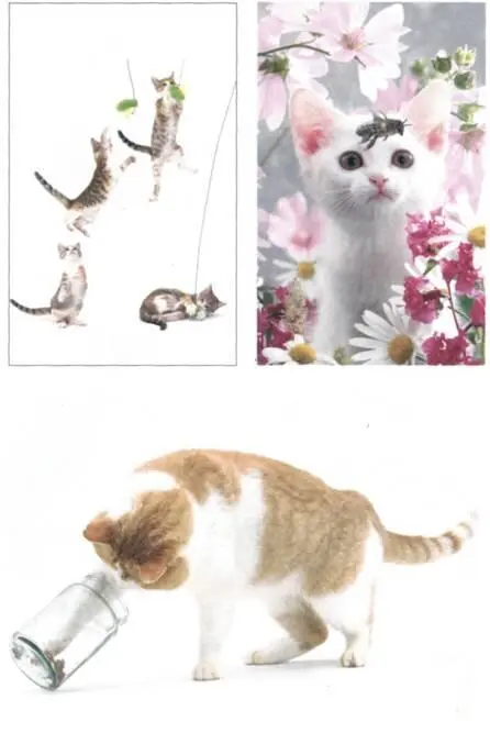 Что хочет ваша кошка Научитесь понимать вашу кошку - фото 12