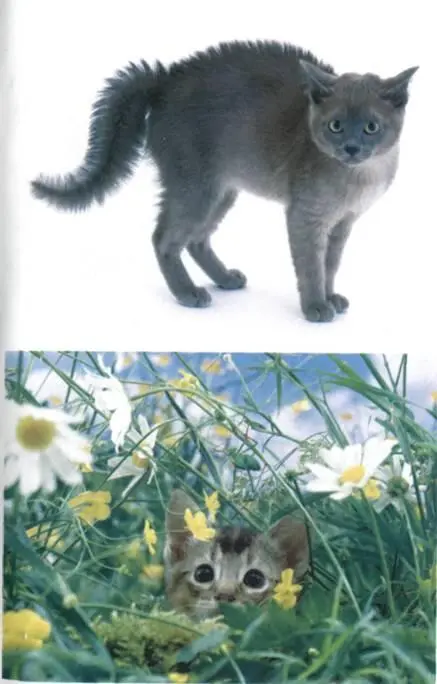 Что хочет ваша кошка Научитесь понимать вашу кошку - фото 13