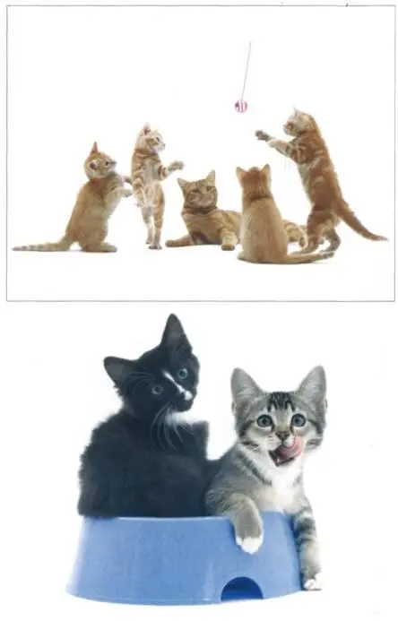 Примечания 1 Evaluation of whitecollar effect in cats Belew and others - фото 16