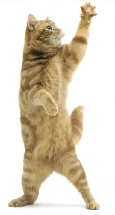 Примечания 1 Evaluation of whitecollar effect in cats Belew and others - фото 17