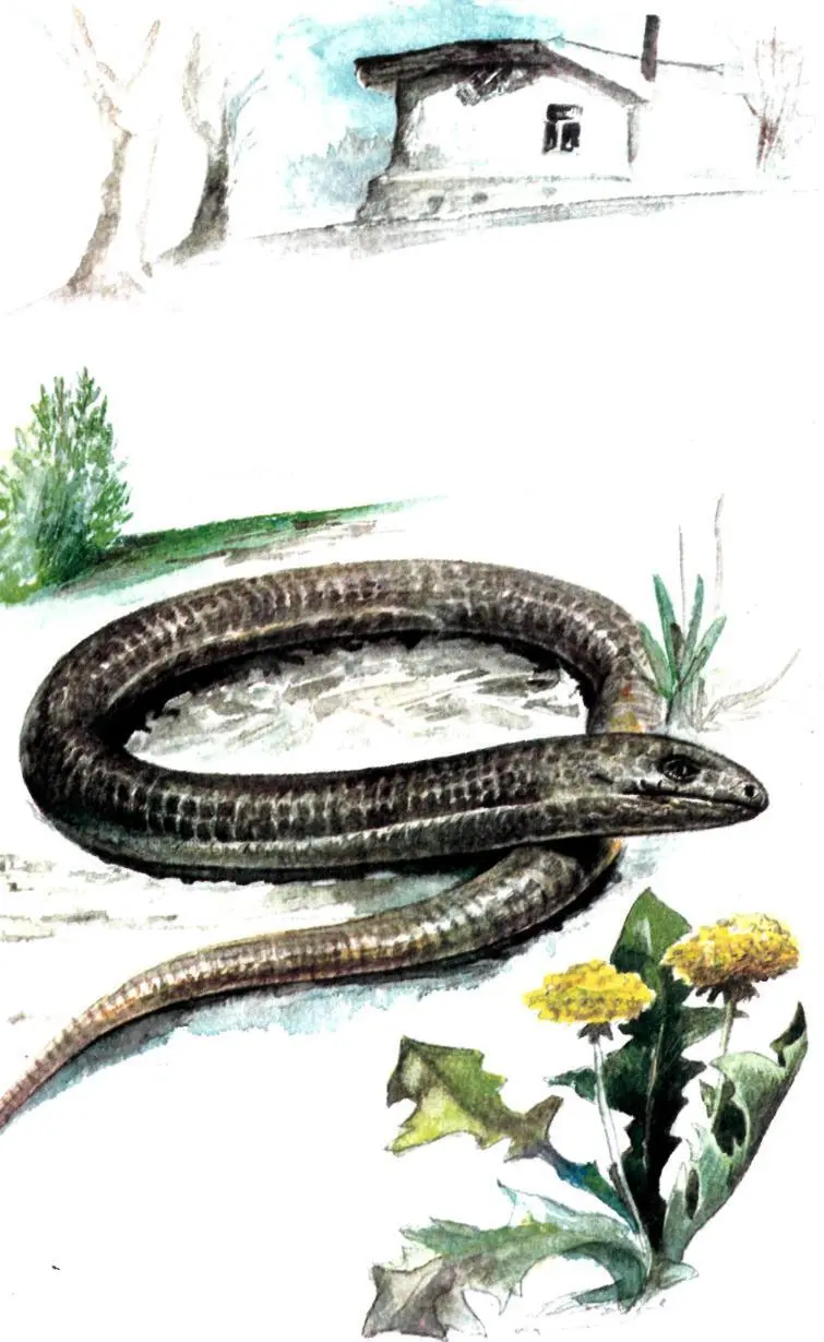 Со школьного возраста известно что ящерицы в отличие от змей имеют конечности - фото 1