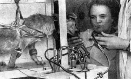 Рис 20 Положительная реакция собаки Тайги на запах при эмоциональной пробе на - фото 35