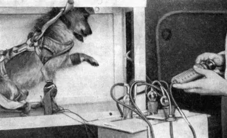 Рис 21 Отрицательная реакция собаки Тайги при той же пробе на 56е сутки - фото 36