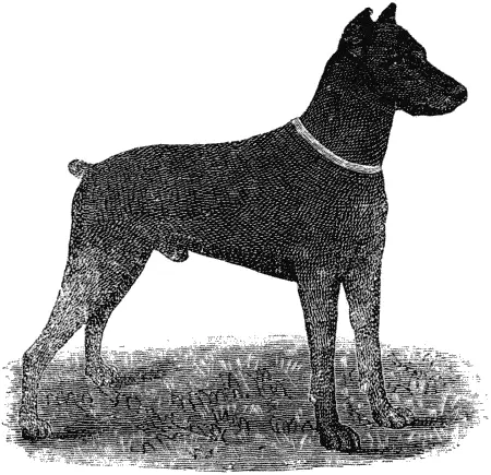 Доберманпинтчер Карло ЧАСТЬ ЧЕТВЕРТАЯ Лечебник собак Le chien est la - фото 57