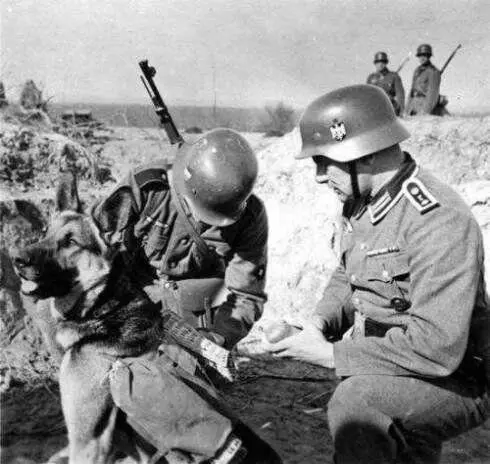 В немецкой армии до такого варварства всетаки не дошли хотя количество собак - фото 11
