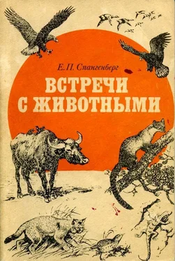 Евгений Спангенберг Встречи с животными обложка книги