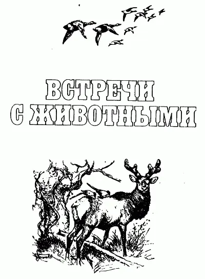 По Уссурийскому краю НА БОЛЬШОЙ УССУРКЕ Когда меня спрашивали почему я - фото 1