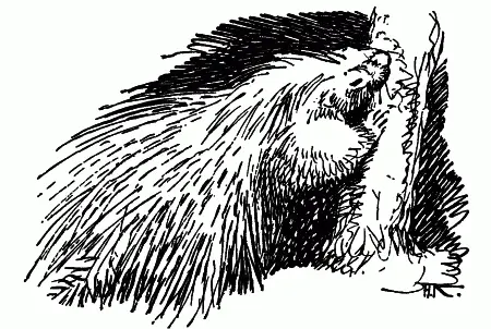 Но вот на полянке освещенной луной мелькнула тень зверя Тут он Я мчусь - фото 34