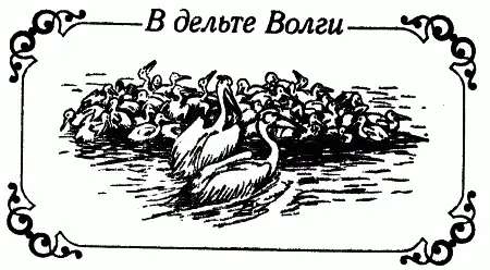 РАЗБОЙНИКИ Широка и кажется бесконечна дельта великой русской реки Волги - фото 142