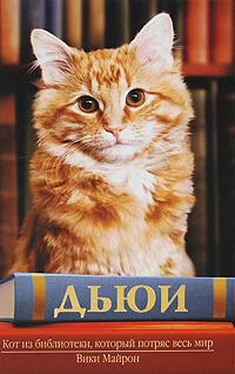 Вики Майрон Дьюи. Кот из библиотеки, который потряс весь мир