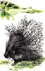 В. Капитонов - Иглоносец