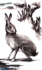 В. Фадеев - Длинноухий спринтер