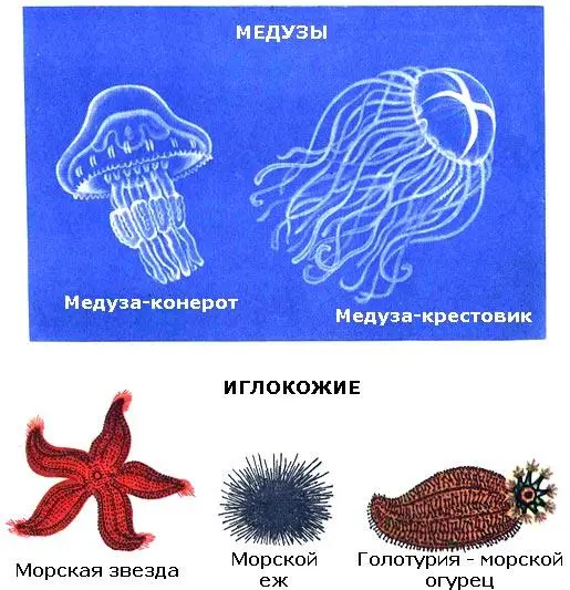 ТЕРПЕЛИВЫЙ ОГУРЕЦ Полз по песчаному дну морской огурец голотурия Толстый - фото 9