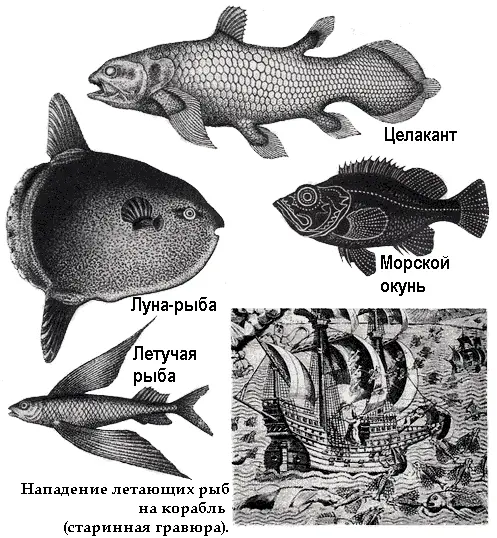 Живут в водах Индийского океана и настоящие несказочные морские змеи Есть - фото 25
