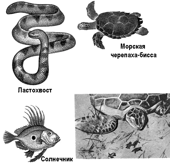 Живут в водах Индийского океана и настоящие несказочные морские змеи Есть - фото 26