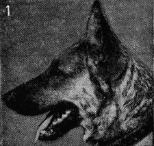 Рис 36 Формы головы собаки сверху вниз 1 плоский лоб морда и лоб равны - фото 37