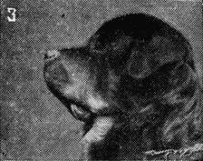 Рис 36 Формы головы собаки сверху вниз 3 тяжелая голова выпуклый лоб - фото 39