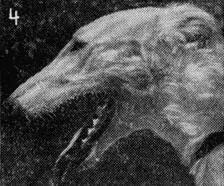 Рис 36 Формы головы собаки сверху вниз 4 легкая голова с длинной - фото 40