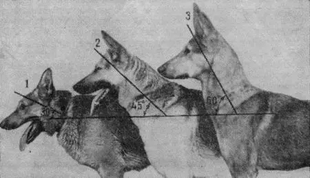 Рис 39 Поставы шеи 1 низкий 2 нормальный 3 высокий Поставленная - фото 55