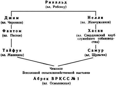 Победитель Свердловских выставок 19491950 гг Из этой же линии от Нелли - фото 103