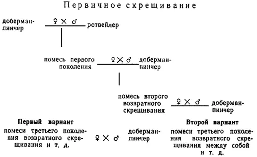Первичное скрещивание Поглотительное скрещивание Поглотительное скрещивание - фото 110