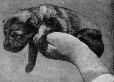 Рис 67 Новорожденный щенок восточноевропейской овчарки Результаты - фото 116