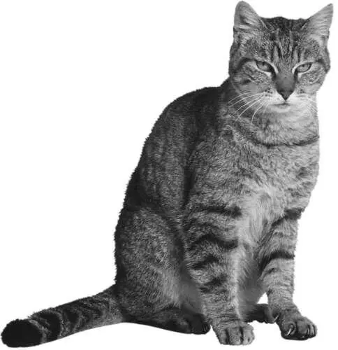 Корм для котенка В дикой природе кошки питаются мелкими млекопитающими - фото 3