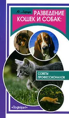 Юрий Харчук - Разведение кошек и собак. Советы профессионалов