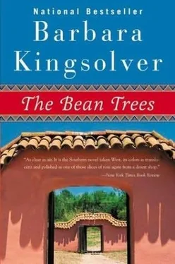 Barbara Kingsolver The Bean Trees обложка книги