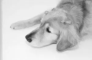 VIII i screw up dog takes the rap GOLDEN RETRIEVERS HAVE glorious thick - фото 10
