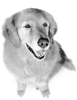 IV if this dog does something wrong the fault will be yours not hers - фото 6