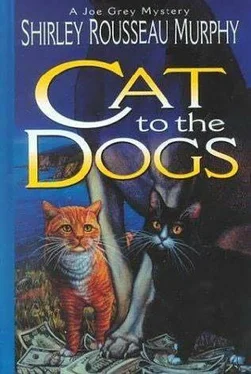 Shirley Murphy Cat to the Dogs обложка книги