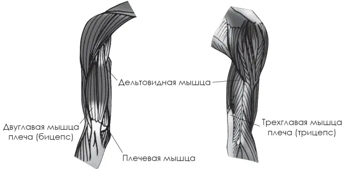 Шея если мышцы шеи располагаются спереди то трапециевидные мышцы находятся - фото 21