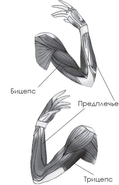 Ноги и ягодицы мышцы ног можно разделить на несколько частей четырехглавые - фото 23