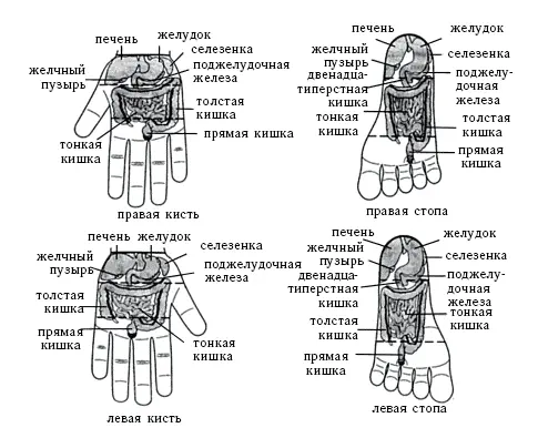 Рис 27 Соответствие поверхностей кисти и стопы внутренним органам - фото 36