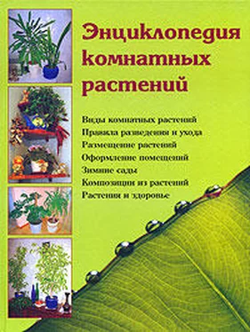 Наталья Логачева Энциклопедия комнатных растений обложка книги