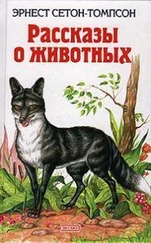 Эрнст Сетон-томпсон - Рассказы о животных
