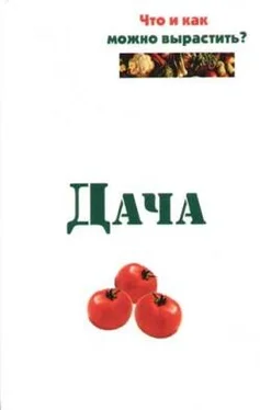 Евгений Банников Дача. Что и как можно вырастить? обложка книги