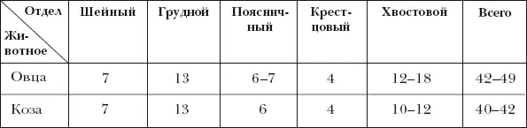 Позвоночник делится на отделы совпадающие с направлением действия сил тяжести - фото 6