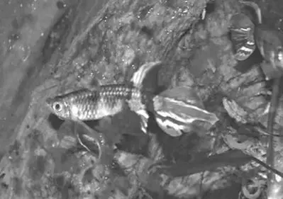 Мирные прыгучие рыбки держатся в верхнем слое воды Тело вытянуто в длину - фото 61