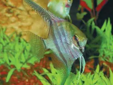 Скалярия или ангелзебра pterophyllum scalare Лепорин полосатый leporinus - фото 64