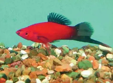 Меченосец xiphophorus helleri Лялиус colisa lalia Бадисбадис или - фото 70