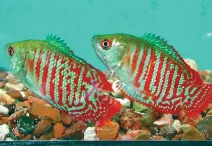 Лялиус colisa lalia Бадисбадис или рыбахамелеон badis badis - фото 71