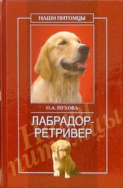 Олеся Пухова Лабрадор ретривер обложка книги