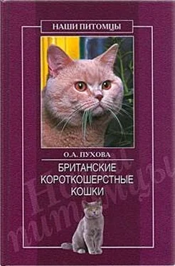 Олеся Пухова Британские короткошерстные кошки обложка книги